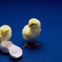 ������ ��� ���� �����