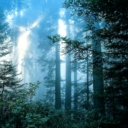 ������ ��� Nelli Tomo